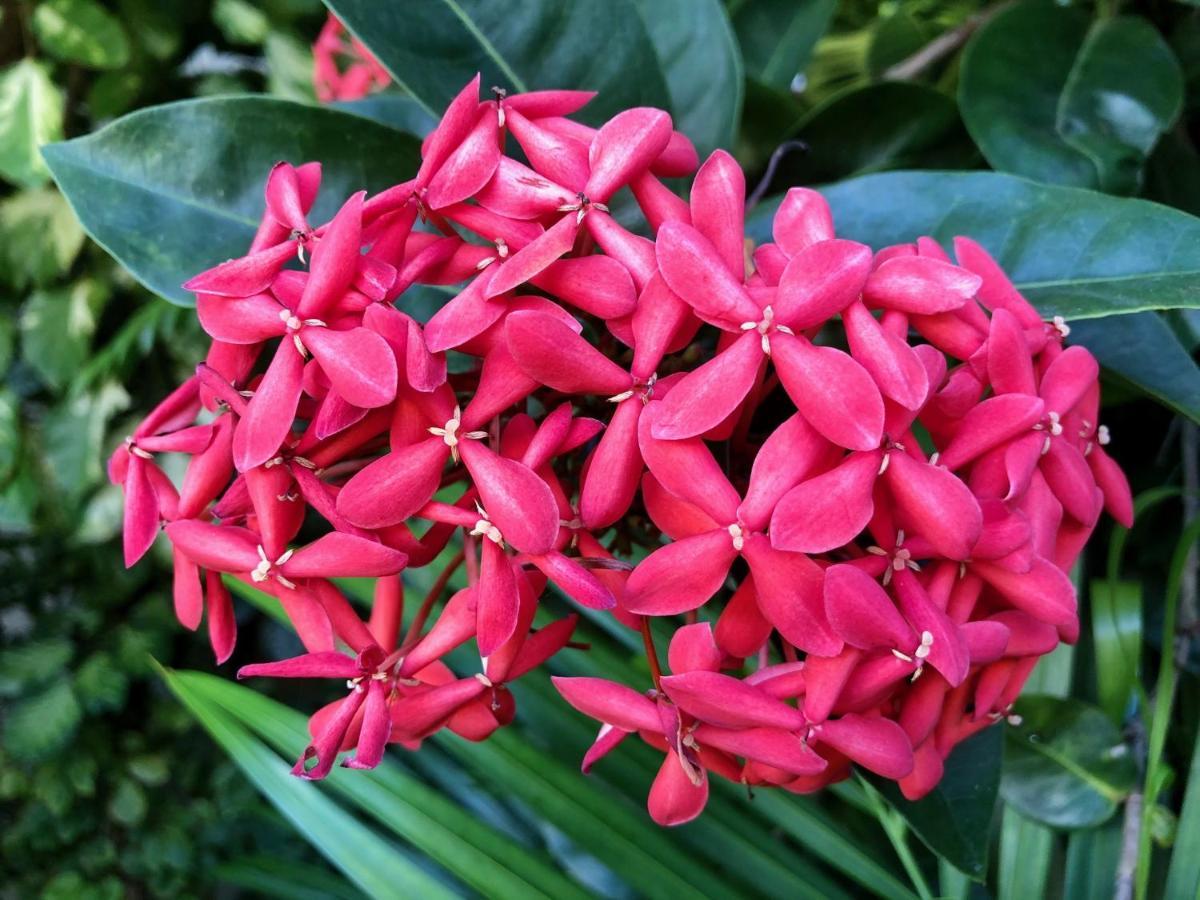 Bougainville - Hotel Pousada-Zen Salvador Ngoại thất bức ảnh